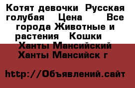 Котят девочки “Русская голубая“ › Цена ­ 0 - Все города Животные и растения » Кошки   . Ханты-Мансийский,Ханты-Мансийск г.